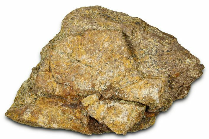 Dinosaur (Triceratops) Frill Shield Section - Montana #373880
